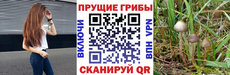 Галлюциногенные грибы GOLDEN TEACHER  Купить где  Острогожск 